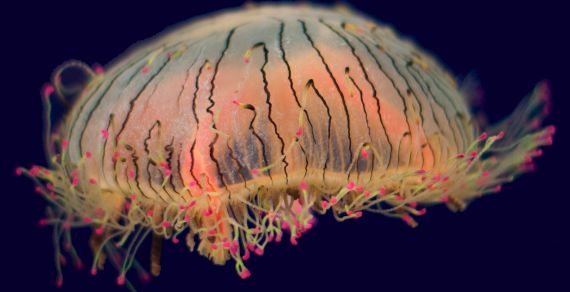 The Official Laboratorium Jellyfish